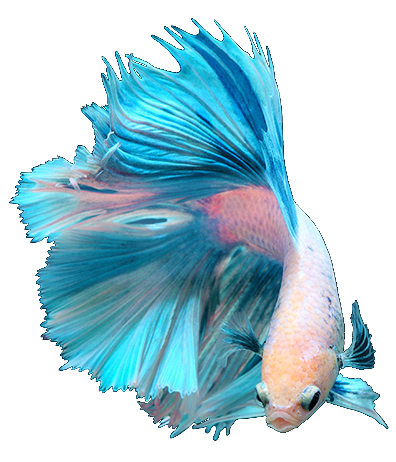 blauer Fisch