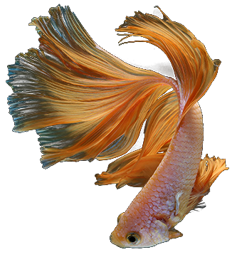 orangener Fisch